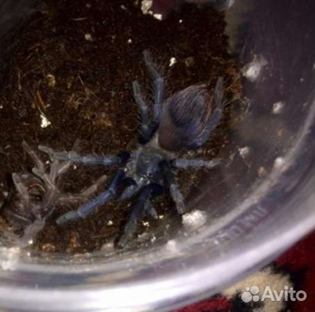 Пауки птицееды