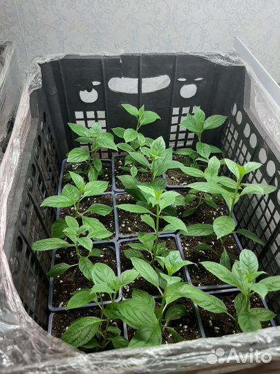 Метельчатая гортензия