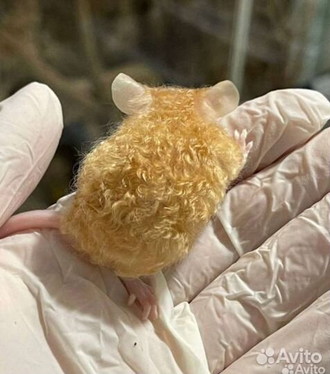 Кудрявые мышки