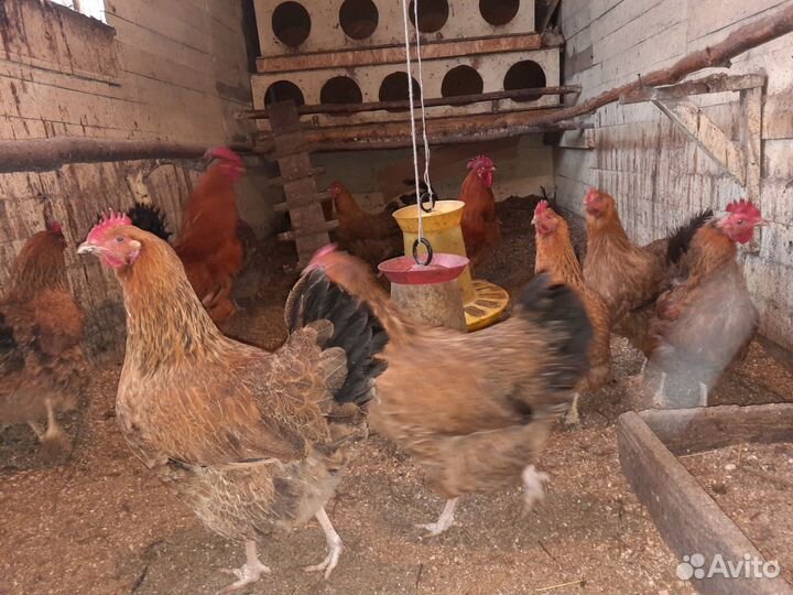 Яйцо инкубационное,цыплята кучинские-юбилейные