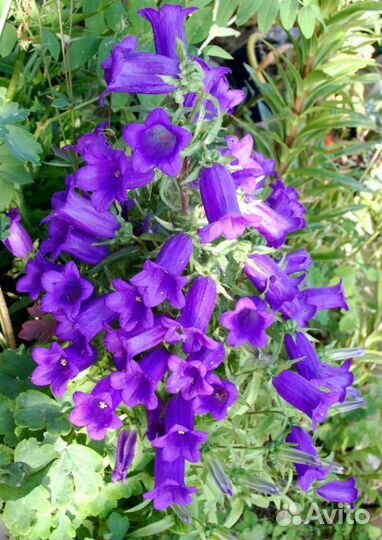 Колокольчик Ирис Купена Красоднев Жемужина,Живучка