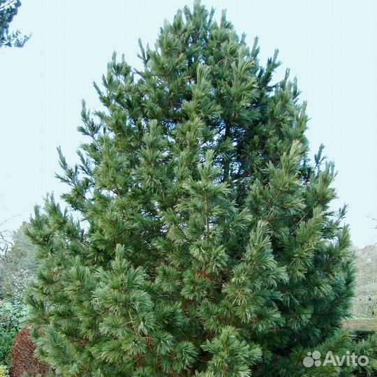 Сосны Веймутова, Австрийская, Европейская, Эльдар