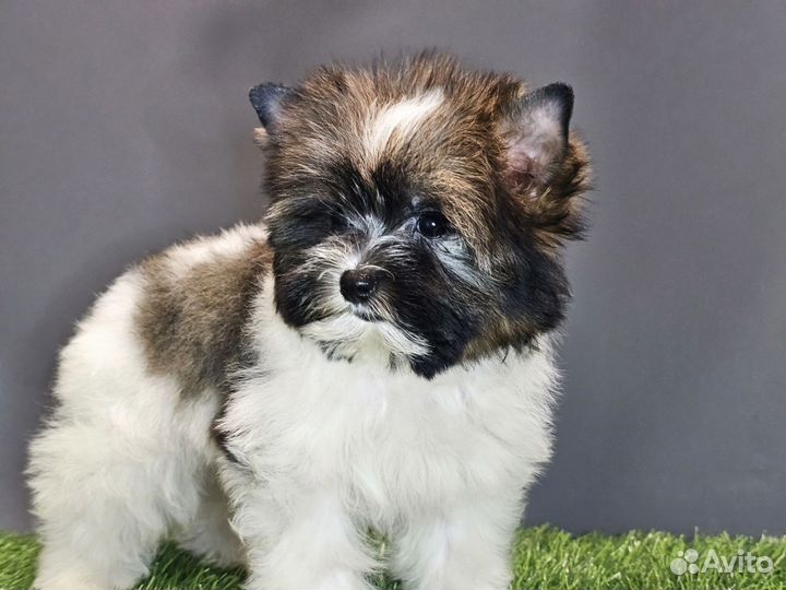 Щенки бивер йорка