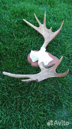 Продаются рога лося на медальоне