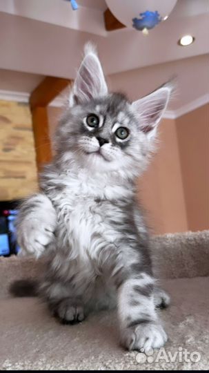 Серебро котята