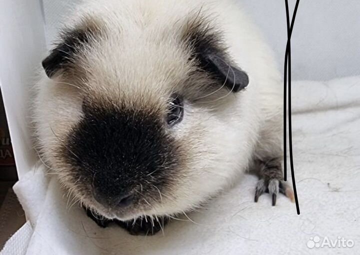 Морская свинка тедди Калифорния, мальчик