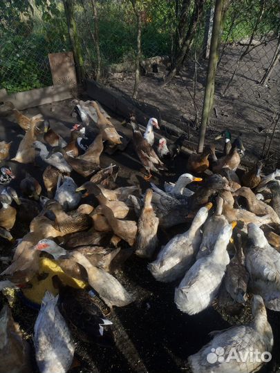 Утки индийский бегунок