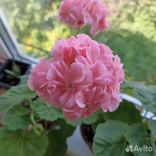 Пеларгония герань