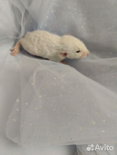 Малыши Дамбо.(серебро и жемчуг) / клетки