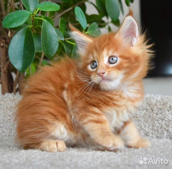 Котята Мейн Кун