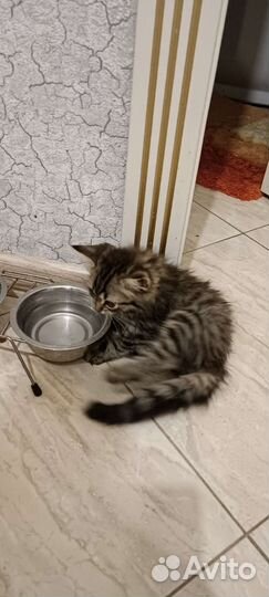 Котёнок, девочка