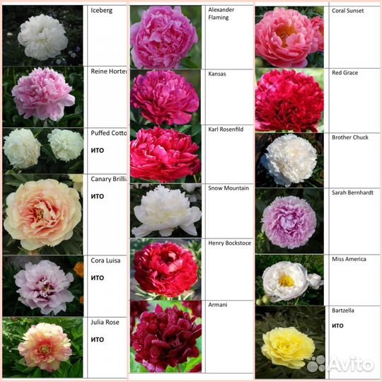 Сортовые корни пионов оптом. Голландские