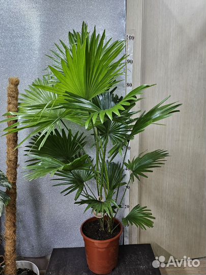 Пальма Ливистона 2в1 19/100