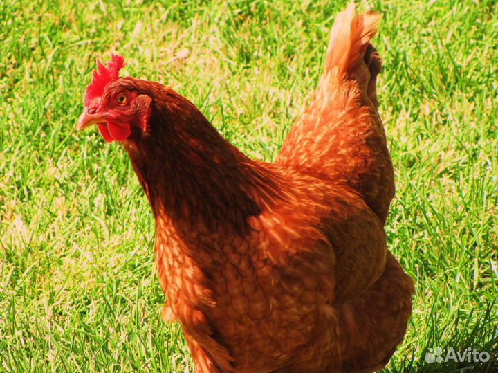 Куры несушки с агрофермы