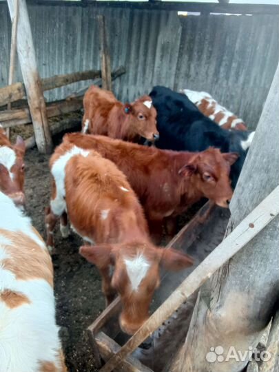 С/х животные