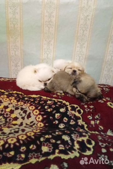 Щенки пекинеса