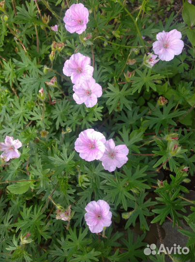 Герань садовая