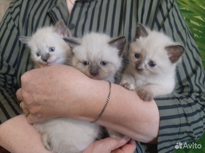 Самские котята