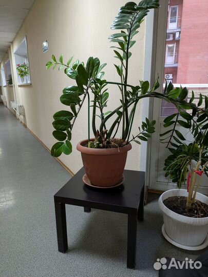 Комнатные домашние растения