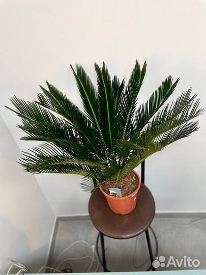 Цикас революта 21/90