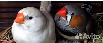 Японские и зебровые амадины