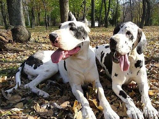 Выгул собак