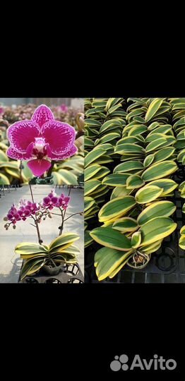 Орхидея Chia E Yenlin, variegata