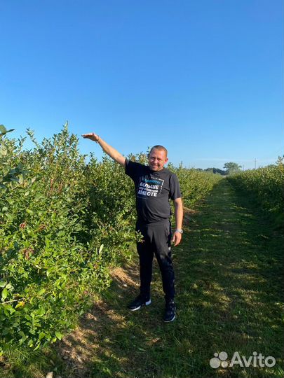 Голубика садовая саженцы