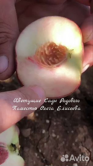 Саженцы Персика Фиделия