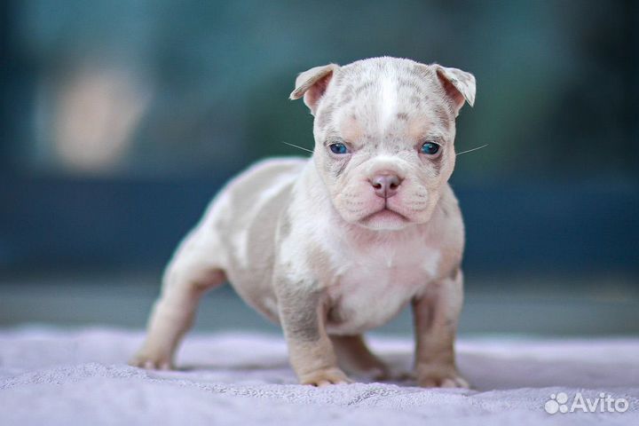 Американский булли