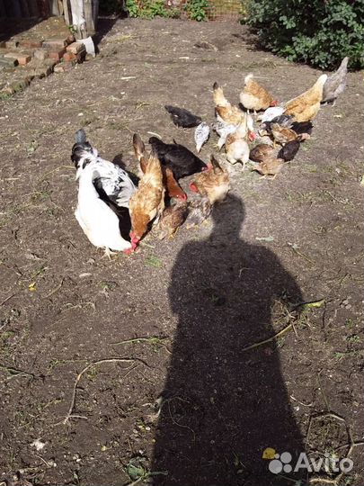 Цыплята доминанты 2 месяца