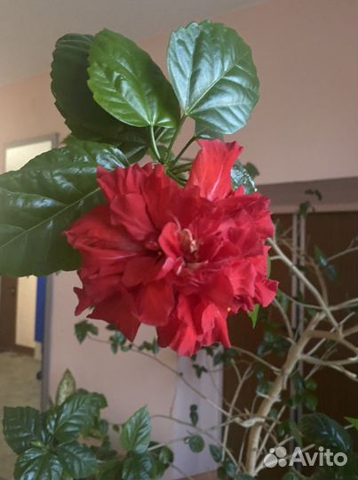 Роза китайская