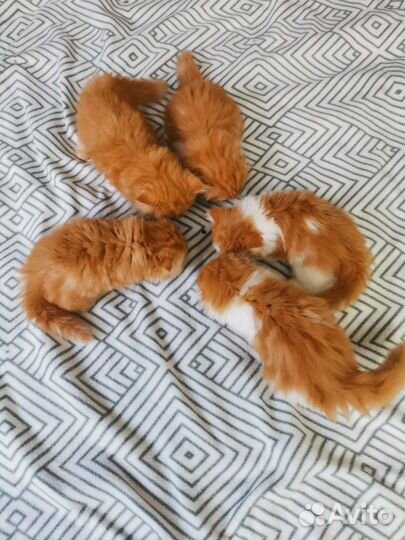 Хайленд фолд