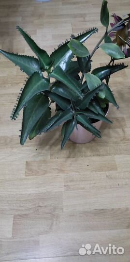 Каланхоэ, разумный Торг