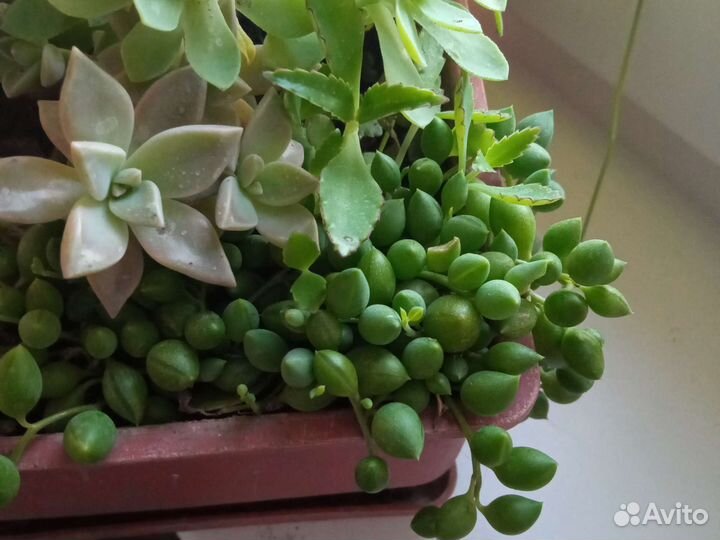 Кактусовый садик, пахиподиум, нолина-слоновья нога