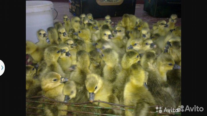 Куры несушки молодые возраст 4-4.5месяца