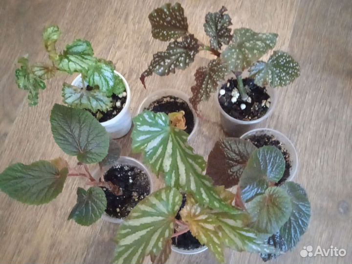 Бегонии тростниковые кейны