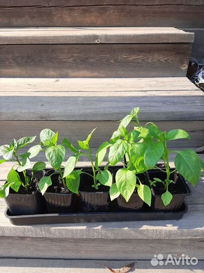 Рассада перцев