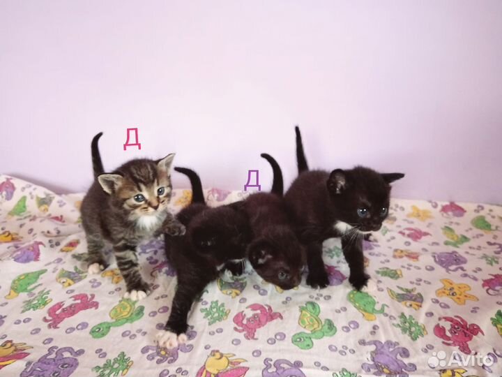 Котята в добрые руки
