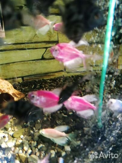Аквариумные рыбки и растения в Сочи