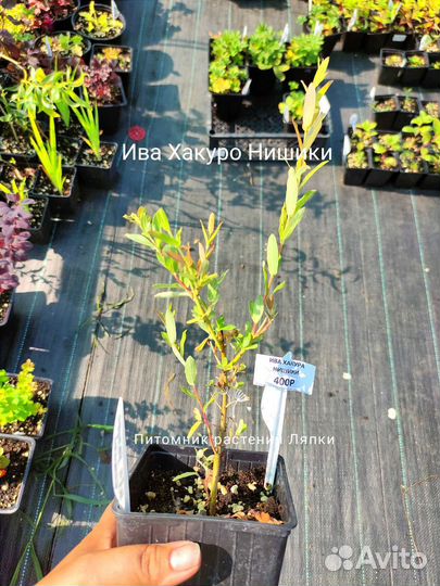 Ива Хакуро нишики