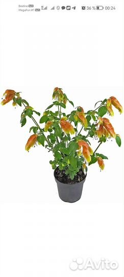 Белопероне