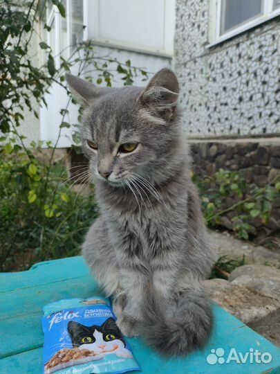 Кошечка в добрые руки