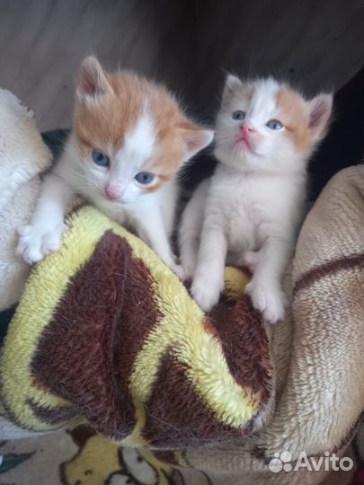 Кошка в дар бесплатно