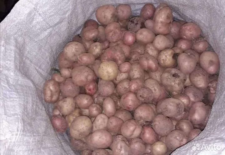 Картофель на корм скоту