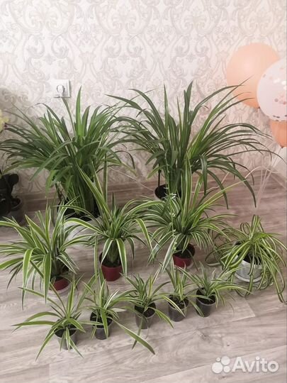 Продам цветы комнатные