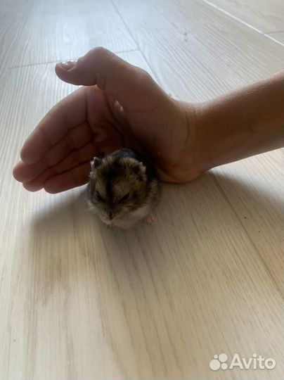 Джунгарский хомяк мальчик и девочка