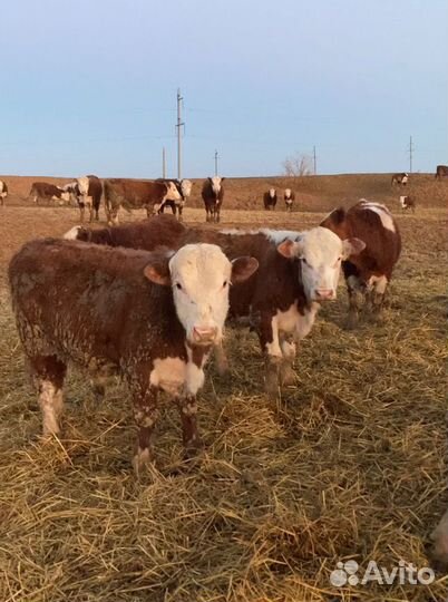 Быки на племя