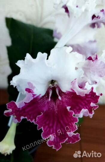 Стрептокарпус