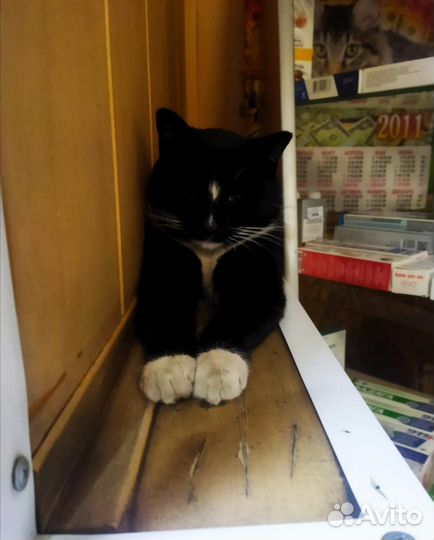 Котика бросили хозяева